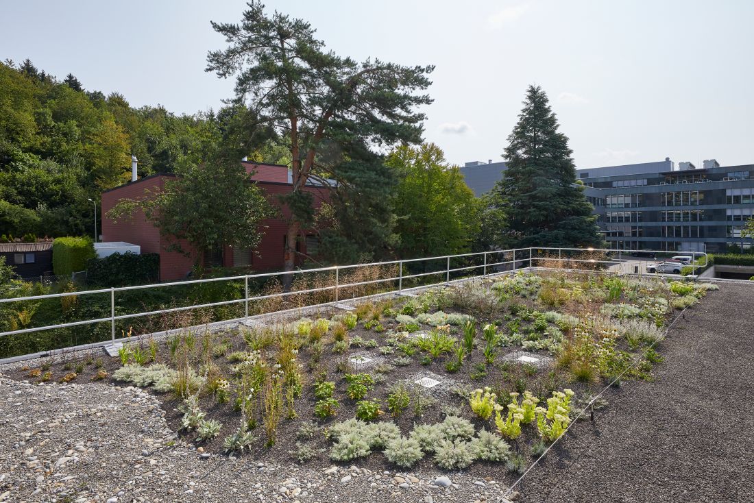 Begrüntes Flachdach Aargau