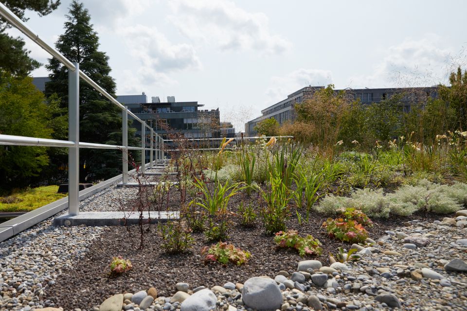 Begrüntes Flachdach Aargau