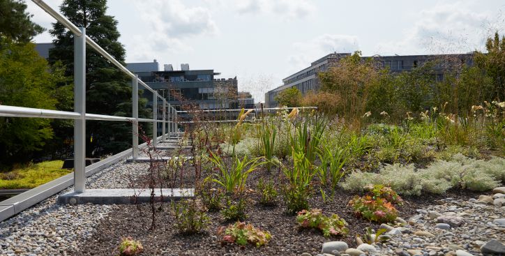 Übersicht Dachbegrünung